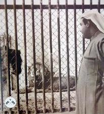 الشيخ جابر العبد الله يتابع الأسود سنة 1956