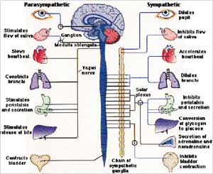 استقلاب الدهون يؤدي الى تكون الشوارد الحرة