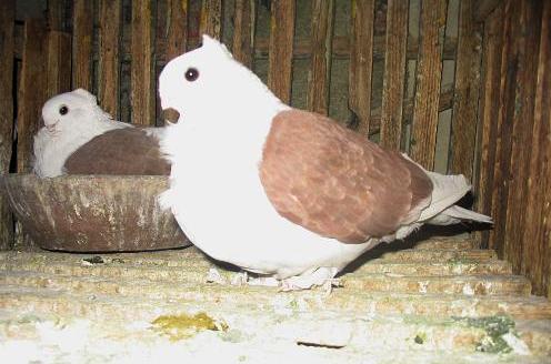 أنواع نادرة