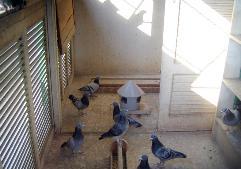 لتربية الحمام أصول