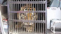 النمر محتجزا