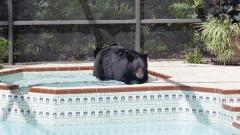 ... والدب يسبح