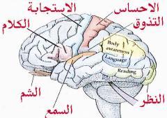 u062eu0644u064au0629 u0627u0644u0645u062e u0627u0644u0648u0627u062du062fu0629 u062au062eu0632u0646 u0627u0644u0645u0639u0644u0648u0645u0627u062a u0627u0644u0647u0627u0626u0644u0629