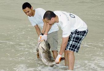 u0639u062fu062f u0645u0646 u0645u062au0637u0648u0639u064a u00abu0628u0648u0628u064au0627u0646u00bb u064au0642u0648u0645u0648u0646 u0628u0625u0639u0627u062fu0629 u0623u0633u0645u0627u0643 u0627u0644u0647u0627u0645u0648u0631 u0625u0644u0649 u0645u0648u0637u0646u0647u0627 u0627u0644u0627u0635u0644u064a