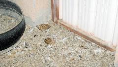 المربط الذي في بيته