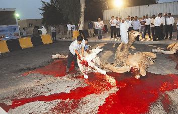 نحر الجمال تحمداً بالسلامة لسمو الأمير