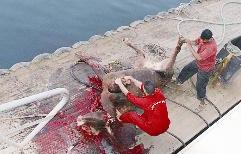 ... النهاية الدموية لمن «ثار» في شوارع السالمية		(تصوير اسعد عبدالله)