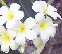 u0631u0627u0626u062du0629 u0627u0644u064au0627u0633u0645u064au0646 u062au0645u0646u062d u0627u0644u0647u062fu0648u0621 u0627u0644u0646u0641u0633u064a