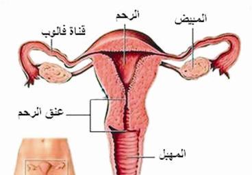 توقف المبيضين عن العمل سبب ظهور أعراض سن اليأس