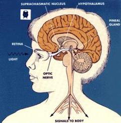مكونات الساعة البيولوجية التي تحدد أوقات المذاكرة