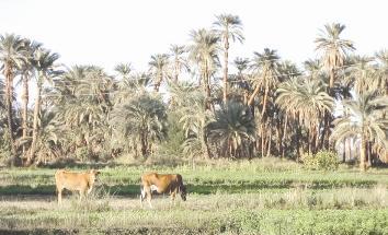 ... والماشية مصدر رئيسي عند أهالي القرية