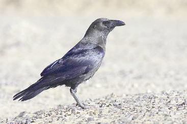 u0627u0644u063au0631u0627u0628 u0627u0644u0645u062au0647u0645 u062fu0627u0626u0645u0627u064b... u0623u0630u0643u0649 u0627u0644u0637u064au0648u0631r