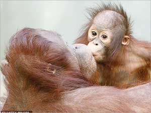 u00abu062au0634u0627u0646u063au064au00bb u0645u0642u0628u0644u0627u064b u0627u0645u0647 u00abu0644u064au0651u0627u00bb