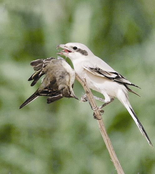 الحمامي يأكل الطيور الصغيرة 		(تصوير راشد الحجي)