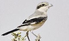 الصرد الرمادي الكبير