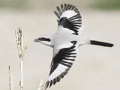 الحمامي العربي