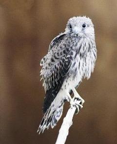 فرخ الحميميج