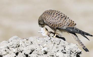 الحميميج والترمة