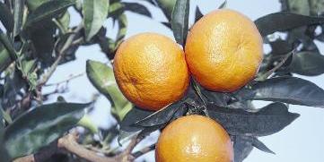 u0627u0644u064au0648u0633u0641u064a u064au062du062au0648u064a u0639u0644u0649 u0645u0631u0643u0628u0627u062a u062au062du0645u064a u0645u0646 u062au0635u0644u0628 u0627u0644u0634u0631u0627u064au064au0646r