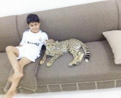 طفل يداعب فهداً