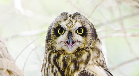 u0627u0644u0628u0648u0645u0629 u0642u0635u064au0631u0629 u0627u0644u0623u0630u0646