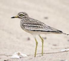 u0627u0644u0643u0631u0648u0627u0646tt(u0628u0639u062fu0633u0629 u0631u0627u0634u062f u0627u0644u062du062cu064a)