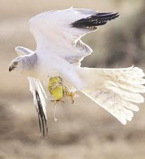 u0645u0633u0627u062d u0627u0644u0631u064au0636u0627u0646 u0639u0627u0644u0642 u0641u064a u0627u0644u0634u0628u0643 t(u0628u0639u062fu0633u0629 u0645u062du0645u062f u0634u0627u0647)