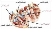 الحمى الروماتيزمية أصابت صمامات القلوب 