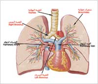 السعال عرض شائع لالتهاب الجهاز التنفسي