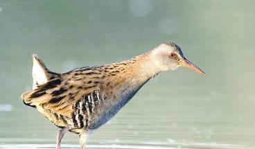 ذات المنقار الطويل 	  (تصوير راشد الحجي)