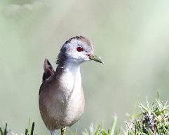 الدجاجة الصغيرة