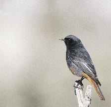 الحمروش الأسود    	(تصوير راشد الحجي)