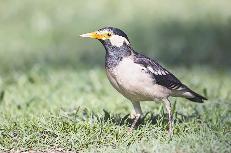 u0627u0644u0645u064au0646u0627   t (u062au0635u0648u064au0631 u062du0645u0648u062f u0627u0644u0634u0627u064au062cu064a)