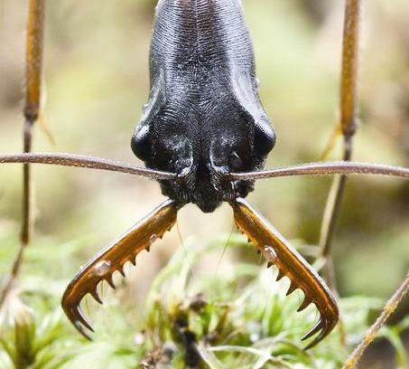 u0641u0643 u0627u0644u0646u0645u0644u0629... u0622u064au0629 u0645u0646 u0622u064au0627u062a u0627u0644u0625u0639u062cu0627u0632 u0641u064a u0627u0644u062eu0644u0642r