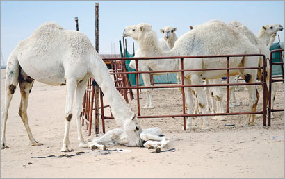 الناقة «الثكلى» تلعق صغيرها النافق (تصوير نايف العقلة)