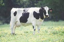 u0639u0644u0645u0627u0621 u0623u0631u062cu0646u062au064au0646u064au0648u0646 u064au0639u062fu0644u0648u0646 u0627u0644u0628u0642u0631 u0648u0631u0627u062bu064au0627 u0644u0625u0646u062au0627u062c u062du0644u064au0628 u0627u0644u0623u0645r