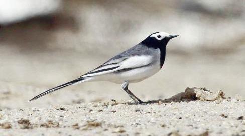 طائر السلاحي المقنع