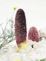 نبات الطرثوث