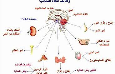 الغدة النخامية تفرز هرمون الحب «أوكسيتوستين»