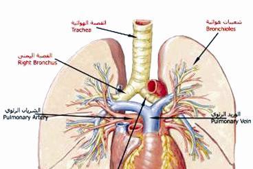 يحمي من أمراض الجهاز التنفسي خصوصا هذه الأيام