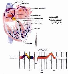 خفقان القلب يسبب زيادة عدد دقاته عند رؤية الحبيب
