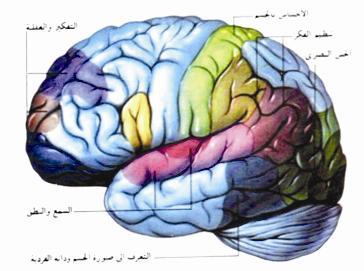 عاطفة الحب تؤثر في مراكز المخ فتظهر أعراضه