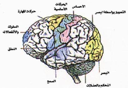 الحب عاطفة إنسانية تؤثر في مركز الانفعال في المخ والحواس الخمس