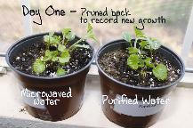 النبتتان بعد ريهما في اليوم الأول بمياه (يمين) مسخنة بموقد و(يسار) بميكروويف