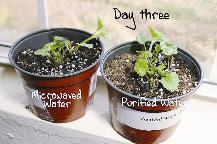 ... وفي اليوم الثالث الاولى اخذت بالنمو والثانية بالذبول