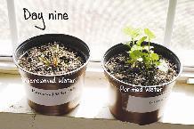 ... u0648u0641u064a u0627u0644u064au0648u0645 u0627u0644u062au0627u0633u0639 u0630u0628u0644u062a u0627u0644u0646u0628u062au0629 (u0627u0644u064au0633u0627u0631) u062au0645u0627u0645u0627u064b