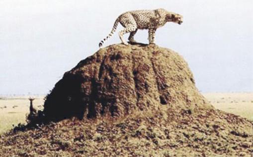 u0645u0633u0643u0646 u0644u0644u0646u0645u0644 u0648u0635u0641u0647 u0627u0644u0639u0644u0645u0627u0621 u0628u0623u0646u0647 u0645u0646 u0623u0641u0636u0644 u0627u0644u0645u0633u0627u0643u0646