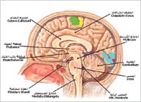 أجزاء المخ التي تحدث النوم وتفرز الميلاتونين والسيروتونين 