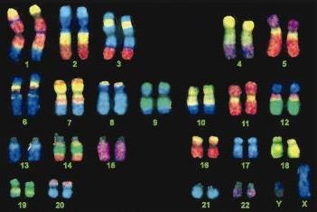 فحص الجينات التي على الكروموسومات