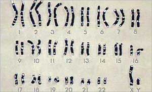 في نواة كل خلية 23 زوجا من الكروموسومات